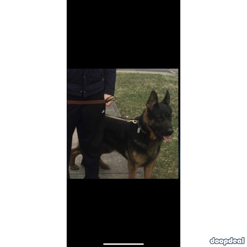 Purebred German shepherd puppies with AKC papers